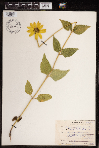 Heliopsis helianthoides image