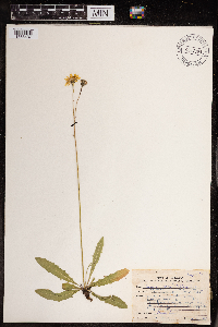 Crepis runcinata subsp. runcinata image
