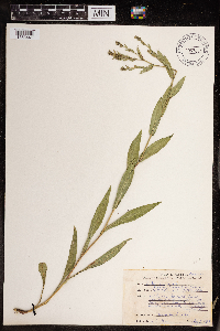 Symphyotrichum puniceum var. puniceum image