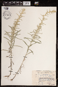 Artemisia ludoviciana image
