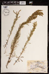 Artemisia campestris image