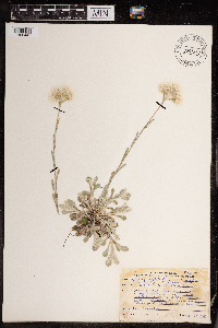 Media resource of Antennaria neglecta