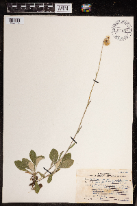 Antennaria parlinii subsp. fallax image