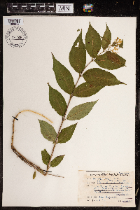 Diervilla lonicera image
