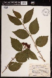 Viburnum rafinesquianum image