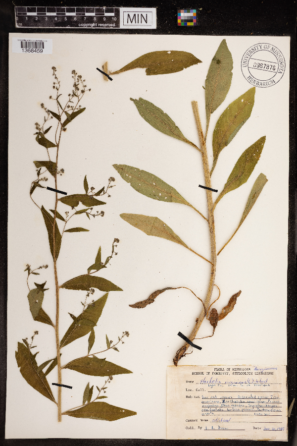 Hackelia virginiana image