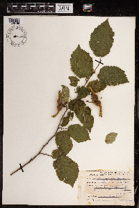 Corylus cornuta image
