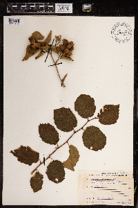 Corylus americana image