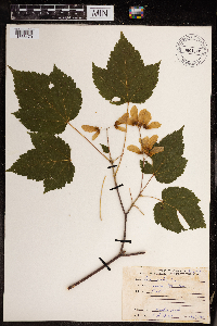 Acer spicatum image