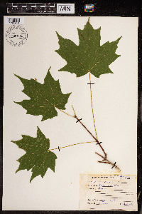 Acer spicatum image