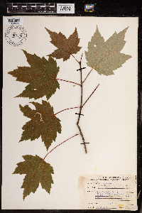 Acer rubrum image