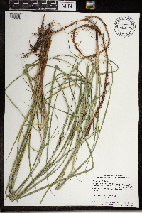 Carex laeviconica image