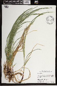 Carex woodii image