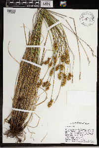 Carex adusta image