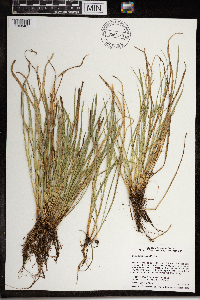Carex saximontana image