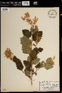 Spiraea lucida image