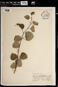 Populus tremuloides image