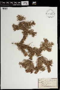 Pseudotsuga menziesii image