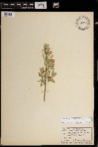 Lonicera caerulea image