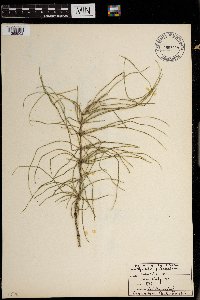 Equisetum pratense image