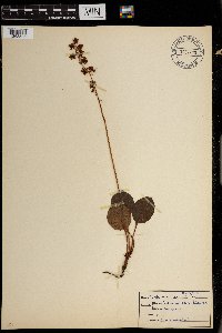 Pyrola asarifolia image