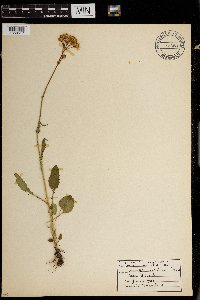 Packera neomexicana image