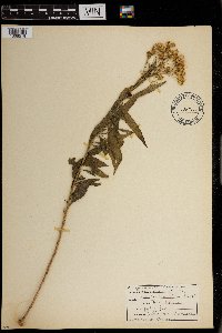 Media resource of Packera tridenticulata
