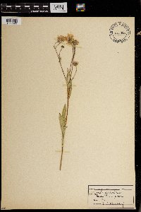 Erigeron glabellus image