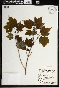 Acer spicatum image