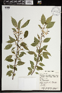 Prunus pensylvanica image