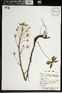 Petasites frigidus image