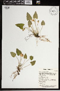 Viola grisea image