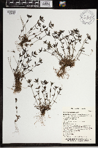 Houstonia longifolia image