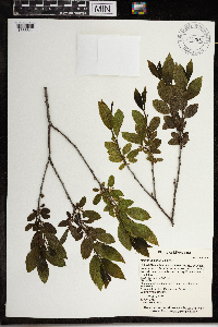 Rhamnus alnifolia image