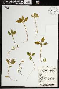 Polygaloides paucifolia image