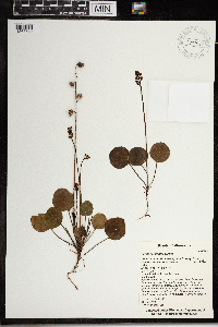 Pyrola chlorantha image