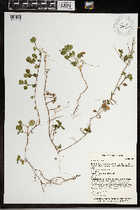 Linnaea borealis image