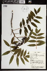 Sorbus americana image