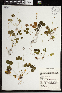 Coptis trifolia image
