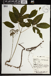 Aralia nudicaulis image