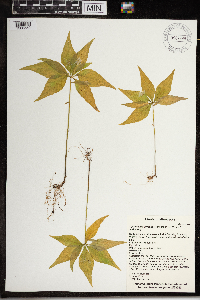 Lysimachia borealis image