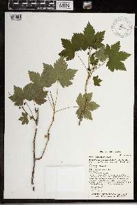 Ribes glandulosum image