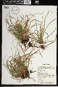 Carex pedunculata image
