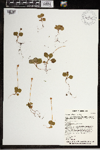 Moneses uniflora image