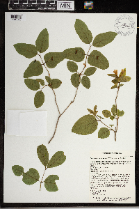 Lonicera canadensis image