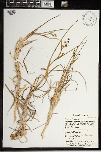 Scheuchzeria palustris image