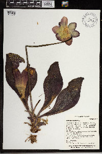 Sarracenia purpurea image