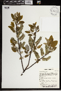 Salix pyrifolia image
