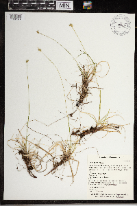 Carex peckii image