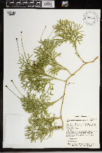 Diphasiastrum digitatum image